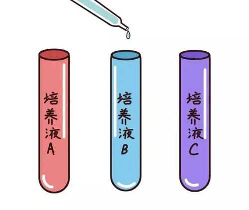辅助生殖：囊胚移植高成功率的关键因素与策略